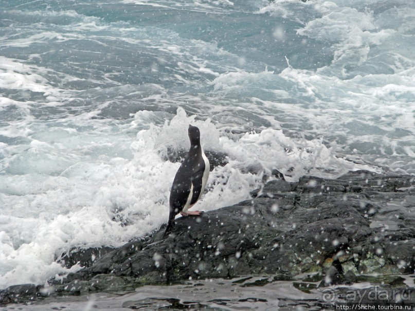 Pleneau island — в снегу смешались птицы, люди...