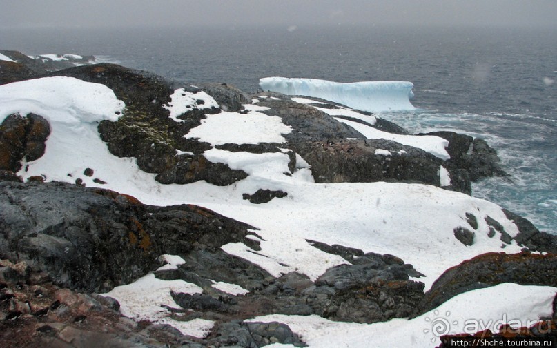 Pleneau island — в снегу смешались птицы, люди...