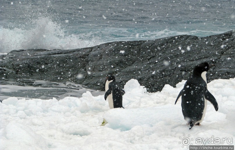 Pleneau island — в снегу смешались птицы, люди...