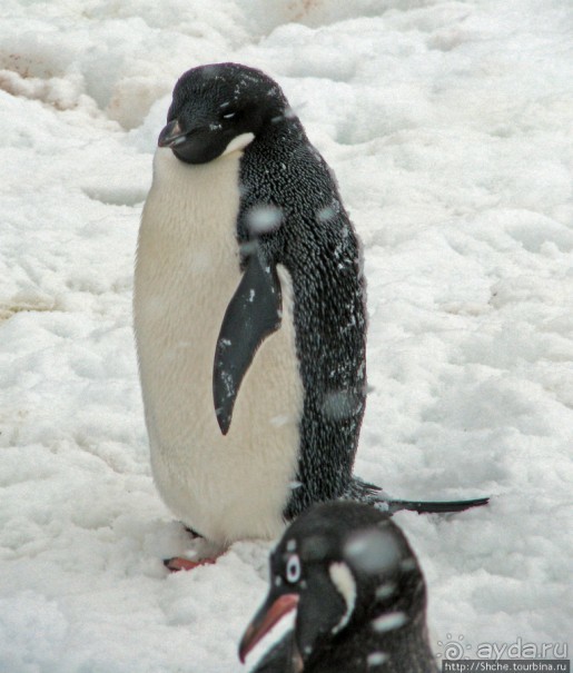 Pleneau island — в снегу смешались птицы, люди...