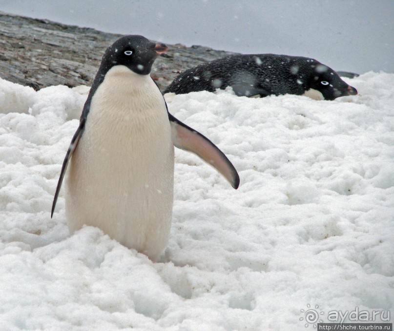 Pleneau island — в снегу смешались птицы, люди...