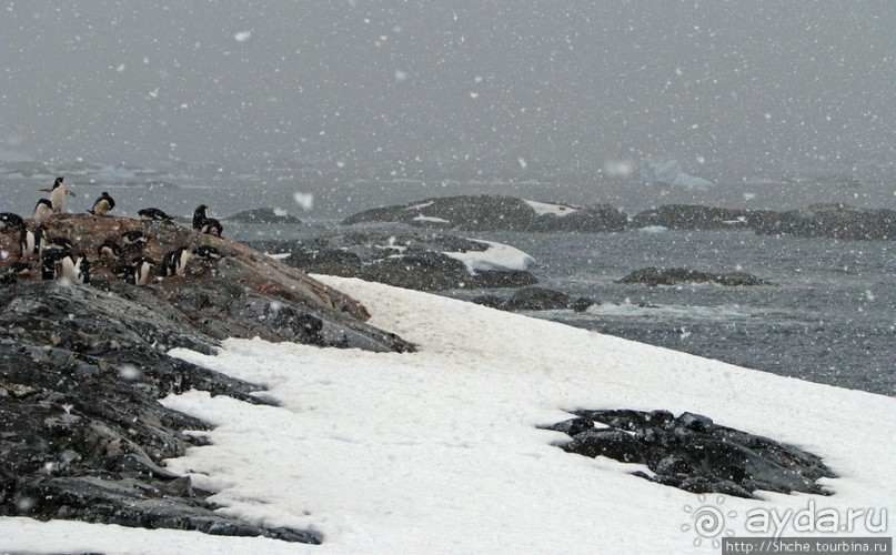 Pleneau island — в снегу смешались птицы, люди...