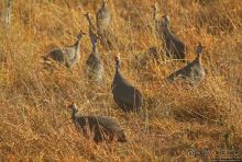 Жирафы на фоне небоскребов и уши львицы