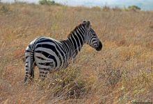 Жирафы на фоне небоскребов и уши львицы