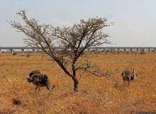 Жирафы на фоне небоскребов и уши львицы