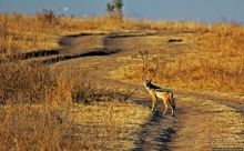 Жирафы на фоне небоскребов и уши львицы
