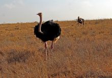 Жирафы на фоне небоскребов и уши львицы