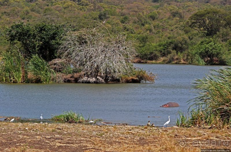 Жирафы на фоне небоскребов и уши львицы