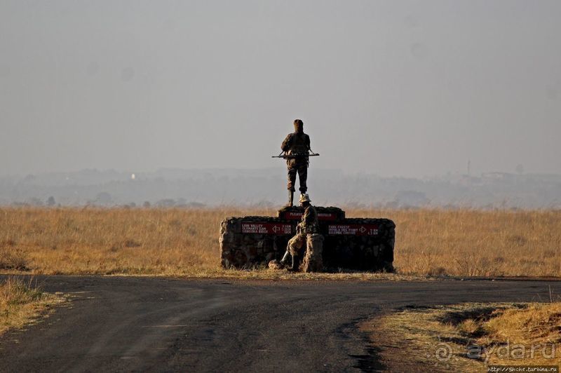 Жирафы на фоне небоскребов и уши львицы