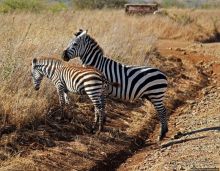Жирафы на фоне небоскребов и уши львицы
