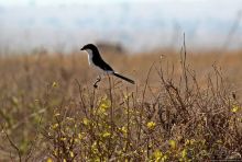 Жирафы на фоне небоскребов и уши львицы