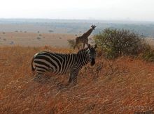 Жирафы на фоне небоскребов и уши львицы