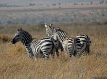 Жирафы на фоне небоскребов и уши львицы