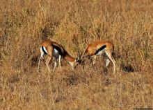 Жирафы на фоне небоскребов и уши львицы