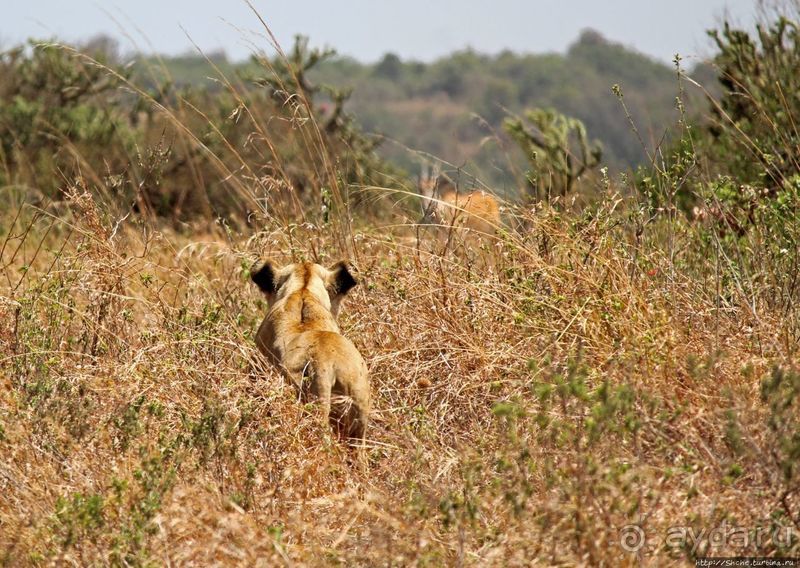 Жирафы на фоне небоскребов и уши львицы