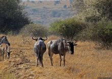 Жирафы на фоне небоскребов и уши львицы