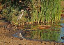 Жирафы на фоне небоскребов и уши львицы