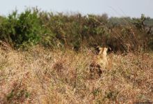 Жирафы на фоне небоскребов и уши львицы