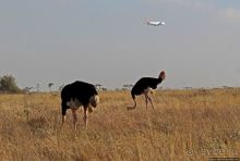 Жирафы на фоне небоскребов и уши львицы