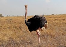 Жирафы на фоне небоскребов и уши львицы