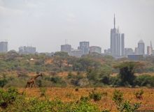 Жирафы на фоне небоскребов и уши львицы