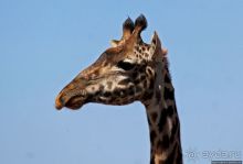 Жирафы на фоне небоскребов и уши львицы