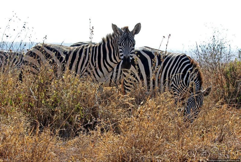 Жирафы на фоне небоскребов и уши львицы