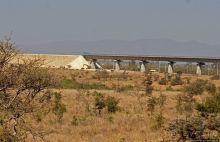 Жирафы на фоне небоскребов и уши львицы