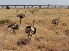 Жирафы на фоне небоскребов и уши львицы