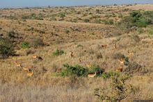 Жирафы на фоне небоскребов и уши львицы