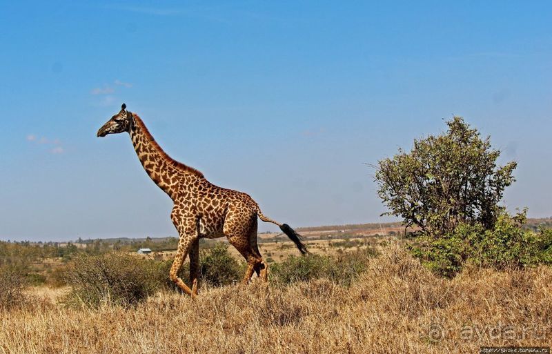 Жирафы на фоне небоскребов и уши львицы