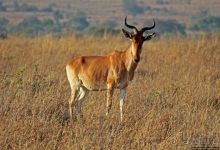 Жирафы на фоне небоскребов и уши львицы