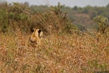 Жирафы на фоне небоскребов и уши львицы