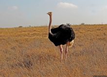 Жирафы на фоне небоскребов и уши львицы