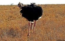 Жирафы на фоне небоскребов и уши львицы