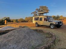 Жирафы на фоне небоскребов и уши львицы