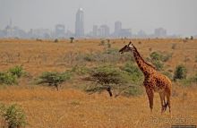 Жирафы на фоне небоскребов и уши львицы