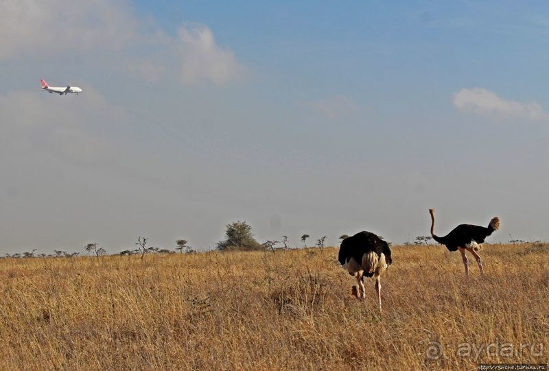 Жирафы на фоне небоскребов и уши львицы
