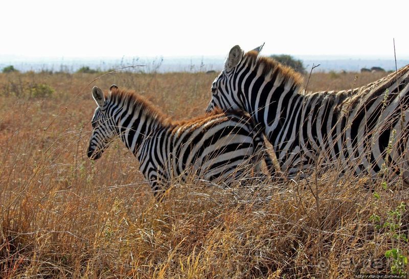 Жирафы на фоне небоскребов и уши львицы