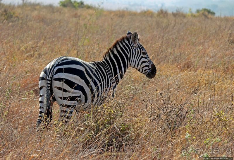 Жирафы на фоне небоскребов и уши львицы