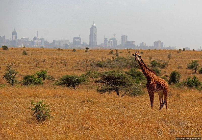 Жирафы на фоне небоскребов и уши львицы