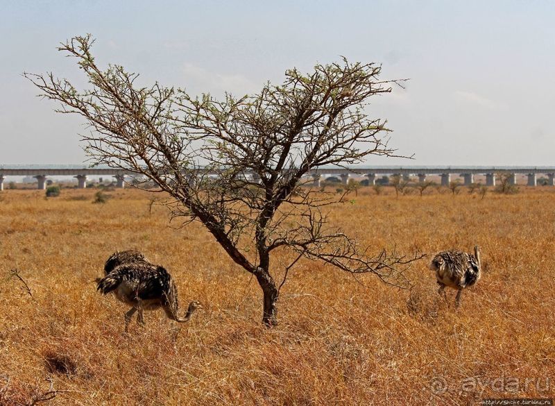 Жирафы на фоне небоскребов и уши львицы