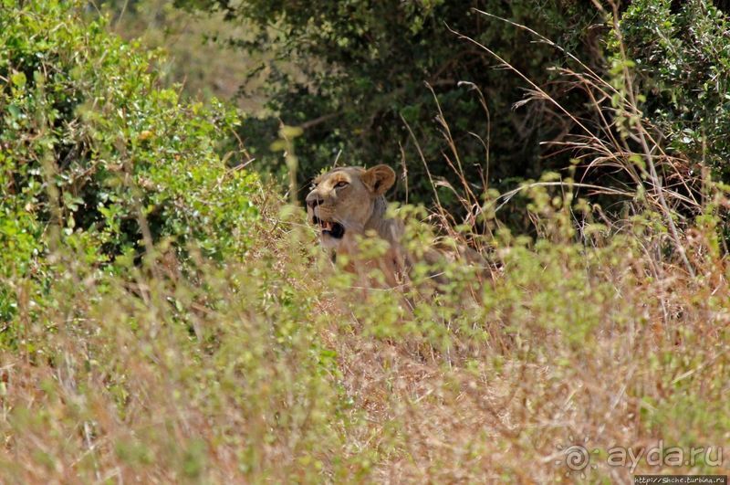 Жирафы на фоне небоскребов и уши львицы