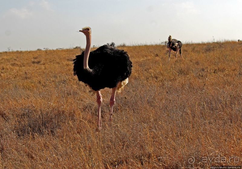 Жирафы на фоне небоскребов и уши львицы
