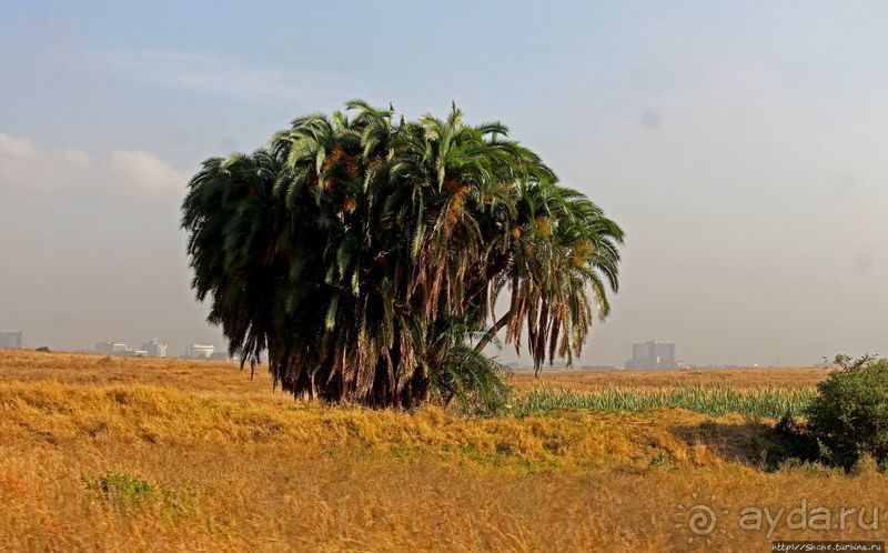 Жирафы на фоне небоскребов и уши львицы