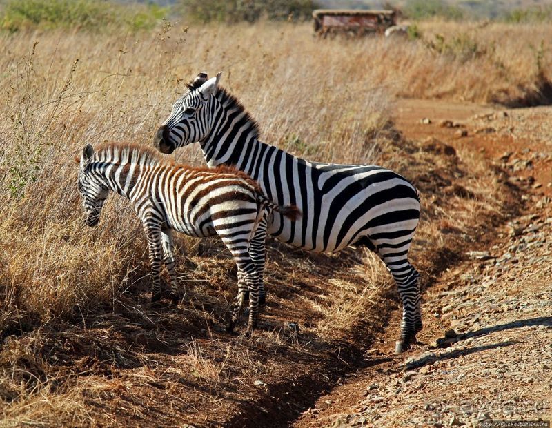 Жирафы на фоне небоскребов и уши львицы