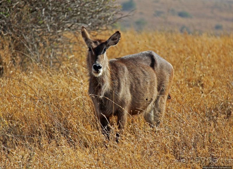 Жирафы на фоне небоскребов и уши львицы