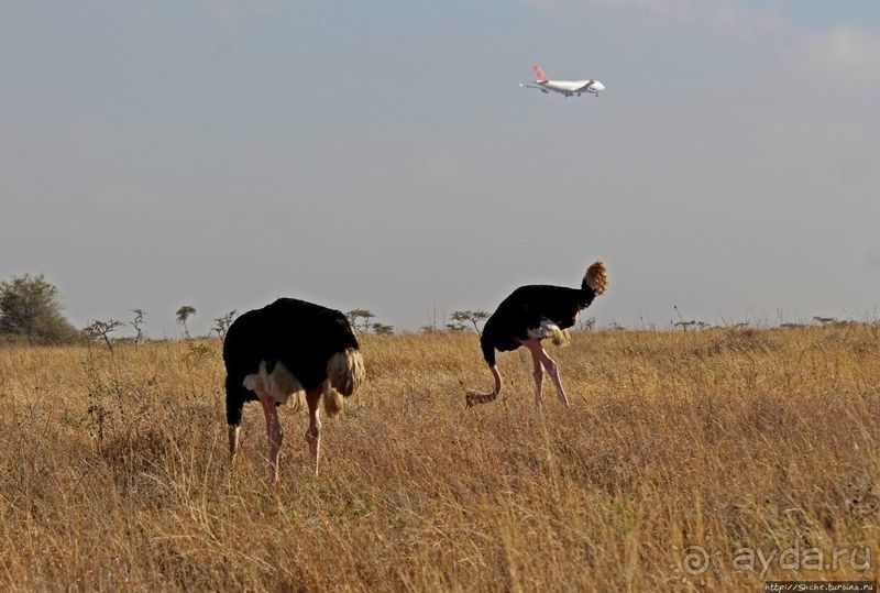 Жирафы на фоне небоскребов и уши львицы