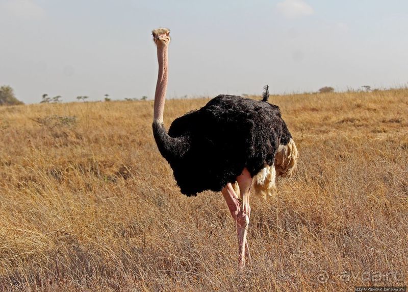 Жирафы на фоне небоскребов и уши львицы