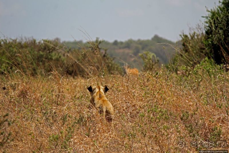Жирафы на фоне небоскребов и уши львицы